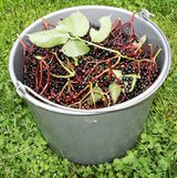 Elder berries 12091.JPG