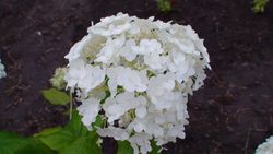 Hydrangea 2010 Bland.JPG