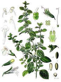 Lemon balm - Koeh-094 - pub dom.jpg