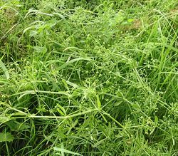 2003-07-20 Goosegrass.jpg