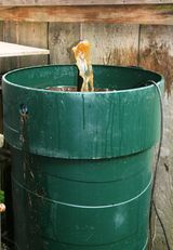 Compost tea 120621.JPG