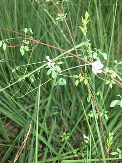 2003-07-09 Climbing corydalis.jpg
