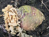 This is a big turnip of ca. 1 kg. Because i had read that these turnips are hardy, i had not protected them with straw. However, the root has become soft and can probably not be used for consumption.