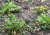 Celery plants in a cold frame. These plants were sown in the summer and had little difficulty to withstand freezing in winter.