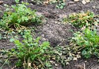 Celery plants in a cold frame. These plants were sown in the summer and had little difficulty.