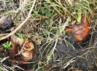 Winter carrot and a left-over onion after frost in winter. They both seem undamaged.