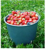 Harvest of strawberries.jpg