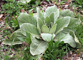 Common Mullein