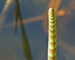 090409 Horsetail.JPG