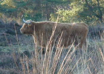 Cow - economic restoration.jpg