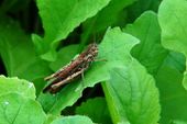 Grasshopper in my greenhouse. To keep them in check i remove them whenever i see them.