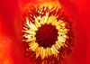 Heart of poppy flower.jpg