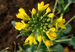 Rapeseed 111211 (1).JPG