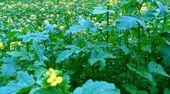 Ield with mustard flowers 101005.JPG