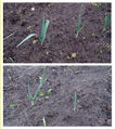 Young leek plants. The top ones grow in soil that was dug out almost two feet deep. The bottom ones in soil that was dug out one spade deep. The top ones grow faster.