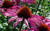 Echinacea 2007-27.JPG