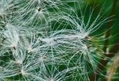 Dandelion seeds
