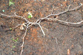 A small beech tree grows in a soil mixed with saw dust and saw chips. Saw dust is not a good fertilizer but it can improve the structure of a soil.