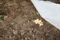 Planting the first onion bulbs in the season, the end of February 2012. A cover of plastic will advance the growth of the bulbs until it gets warmer. In a few months they can be harvested as spring onions, or later the bulbs when they have fully grown out.