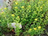 St Johns wort 120618 (8).JPG