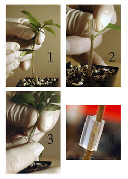 Tomato tube grafting.jpg