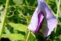 Flower of capucijner pea.jpg