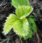 Strawberry leaves with water drops.jpg