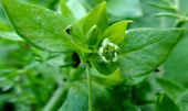 Chickweed 111211.JPG