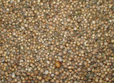 Coriander seeds