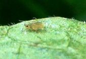 Greenfly on potato leaf