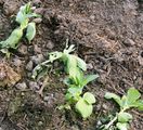 To my surprise these fava bean plants were affected by frost, although they are in a greenhouse. These were sown in November and the picture is taken in February.