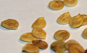 Bell pepper seeds