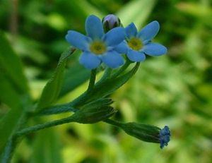 Forget-me-not flowers.jpg