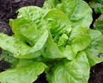 One of several cultivars of lettuce. This plant is not fully grown yet.