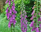 Digitalis growing at edge of forest.JPG