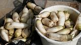 Radish harvest 120923.JPG