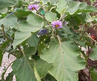 Eggplant (Flower) pub dom.jpg