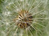 Dandelion 2008-05.jpg