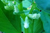 Fava bean flowers