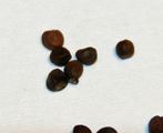 Red cabbage seeds
