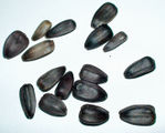 Sunflower seeds