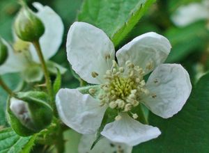 080530 Blackberry flower.JPG
