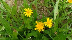 100730 Hawkweed.jpg