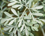 Leaves of an artemisia cultivar