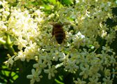 Bee collecting pollen from elder flowers