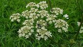 Cow parsley (Anthriscus sylvestris).JPG