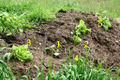 Pumpkin and other crops on compost heap 120519.JPG