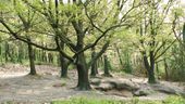 Seven Quercus rubra trees at a sacred location with a dolmen used by ancient tribes