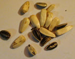 Sunflower seeds