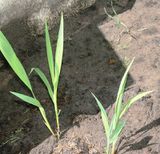 Crocosmia 'Lucifer' 120618 (3).JPG